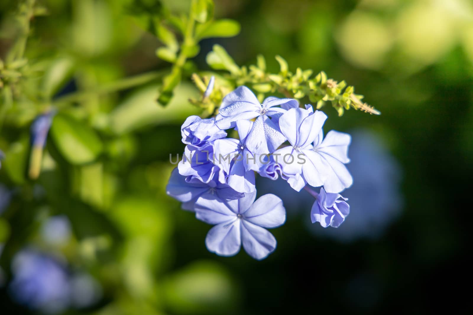 The background image of the colorful flowers by teerawit