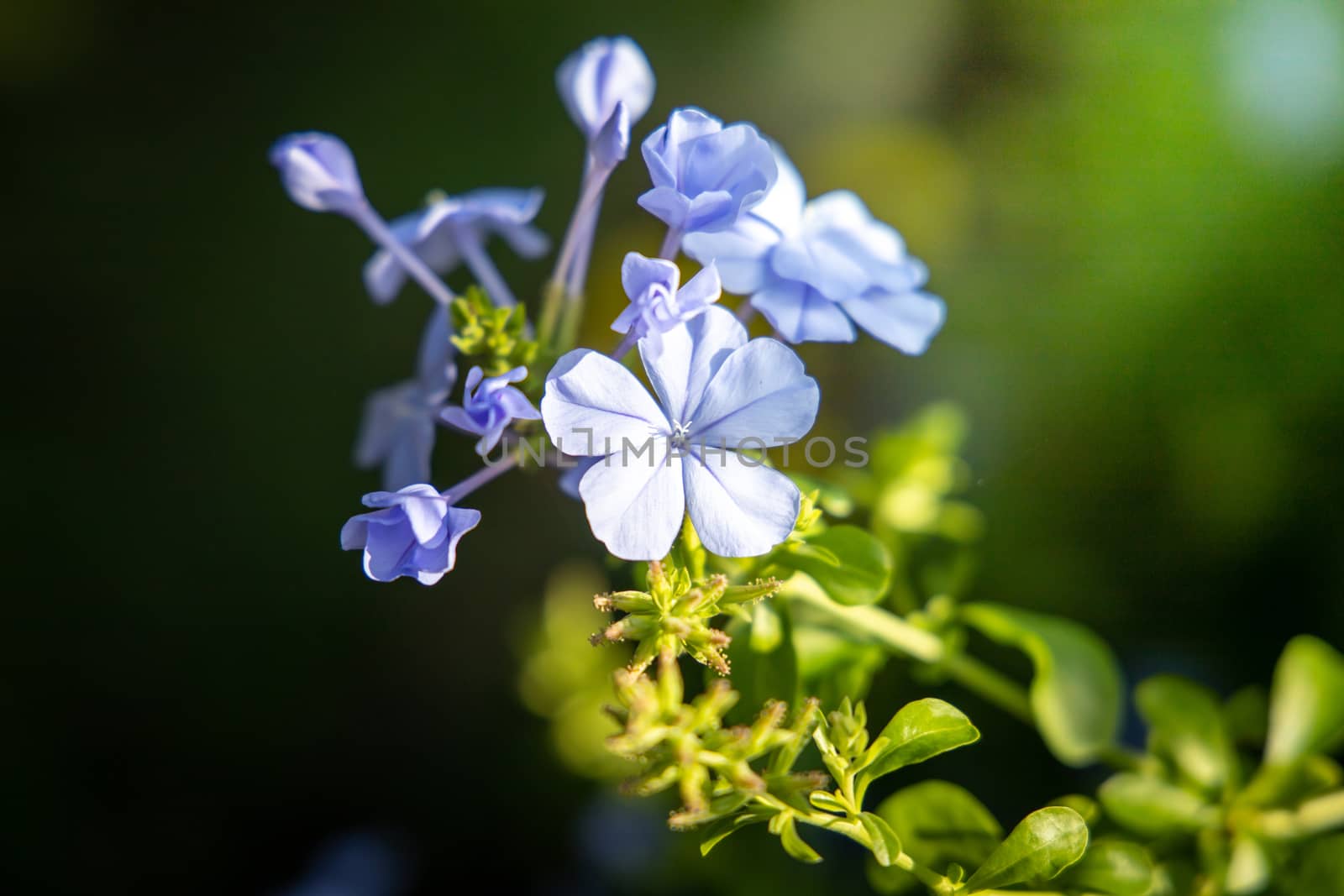 The background image of the colorful flowers by teerawit