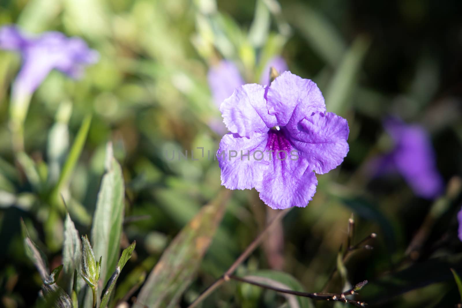 The background image of the colorful flowers by teerawit