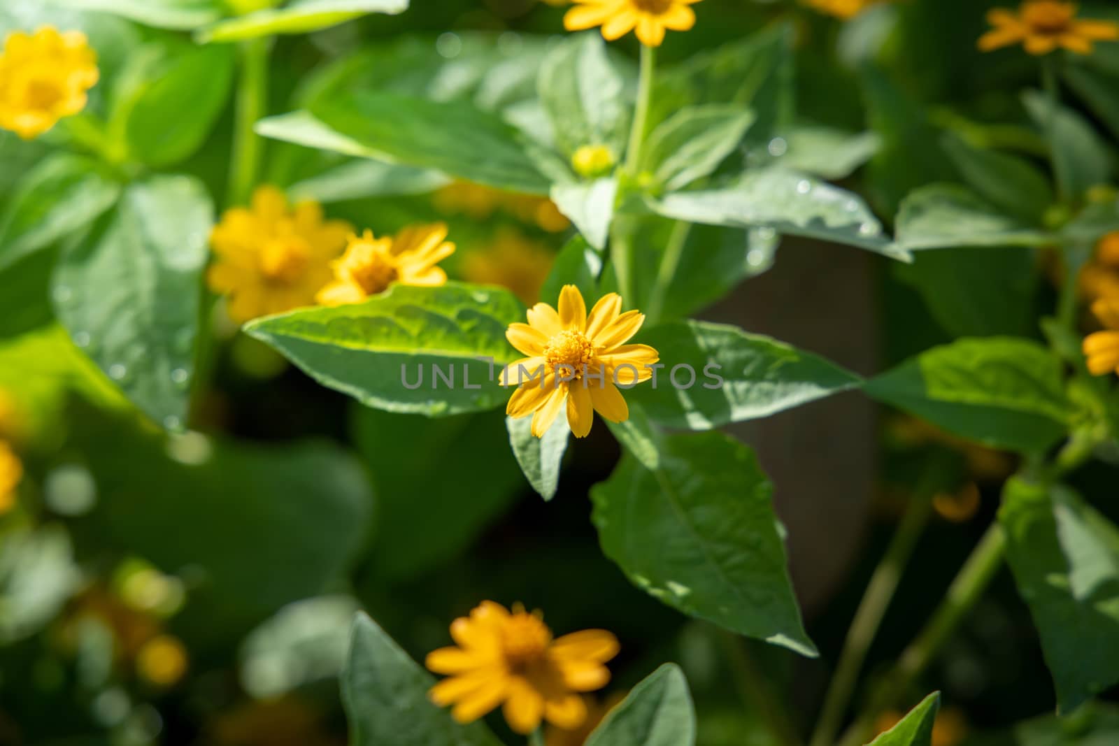 The background image of the colorful flowers, background nature