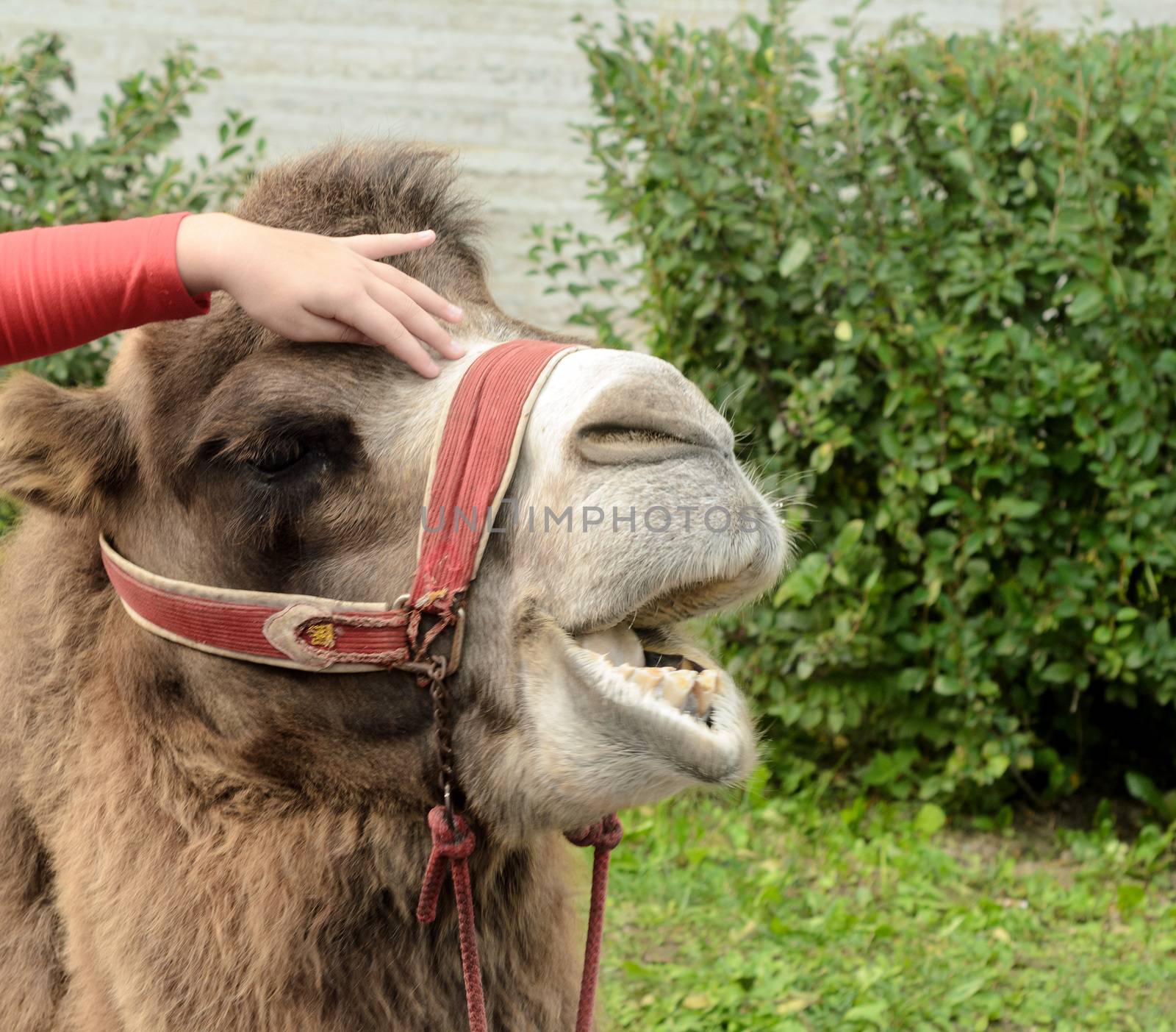 girl strokes a camel and he moans in pleasure