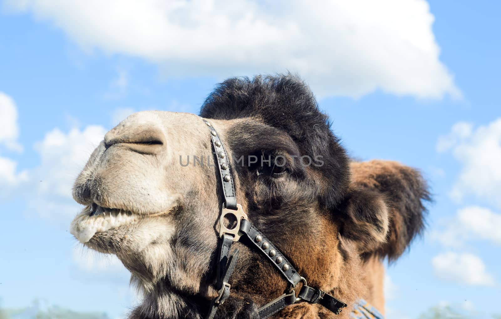 Profile view of the camel's head on a blue sky background