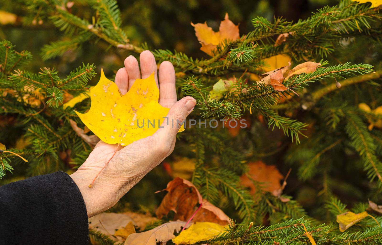 The hand of an elderly woman holding in the palm of an autumn yellow leaf. Autumn concept.