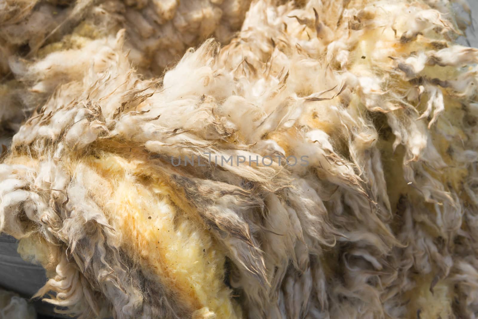 raw wool fleece just sheared before being spun