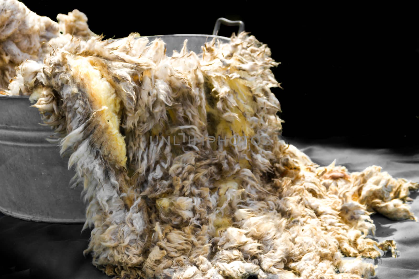 raw wool fleece just sheared before being spun