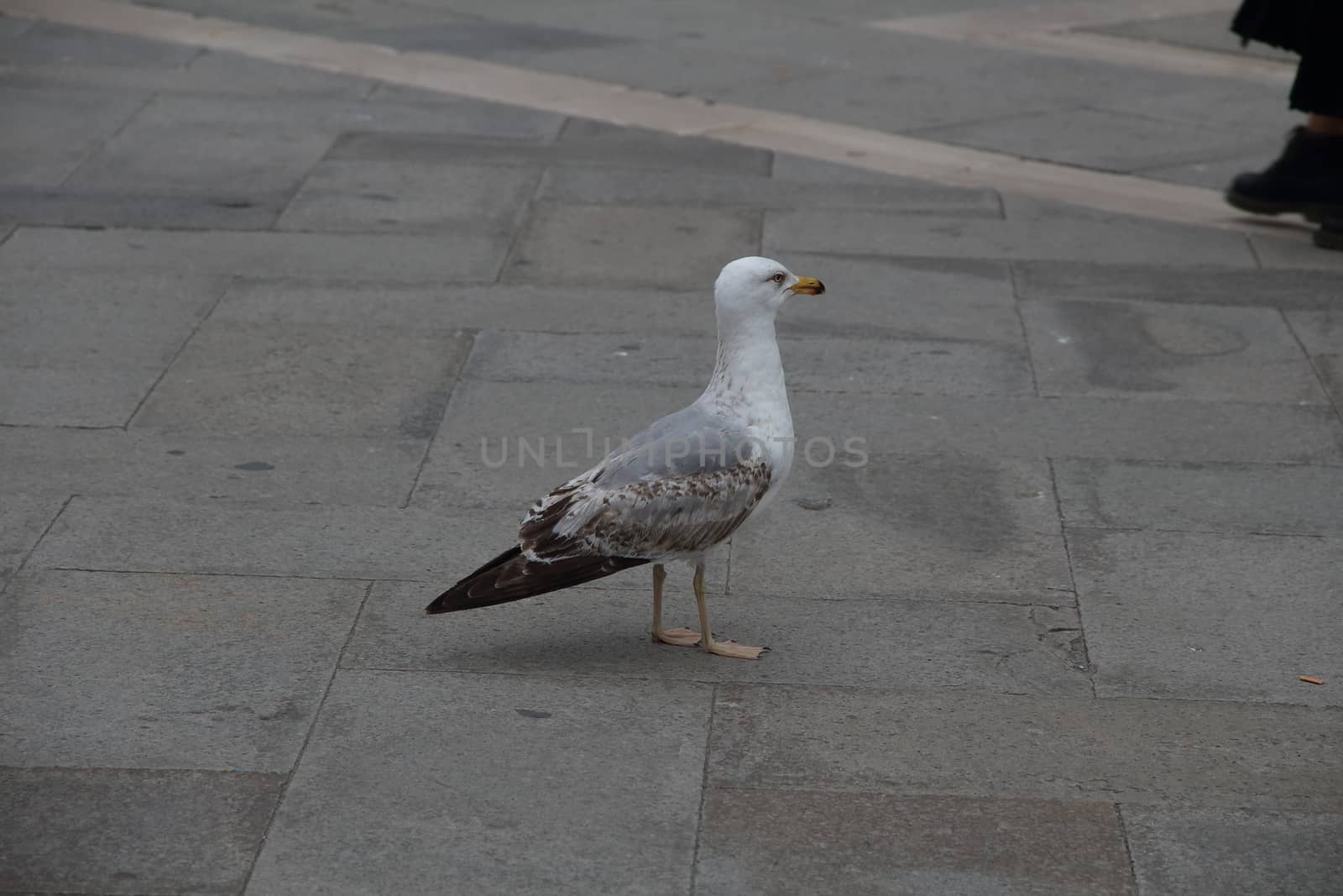 beautiful seagull standing on the tiles of the square