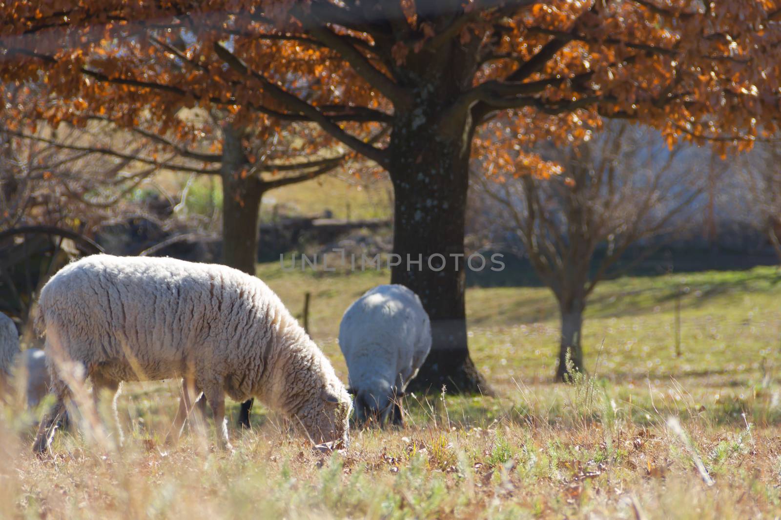 sheep grazing in the Cordoba mountains in Argentina by GabrielaBertolini