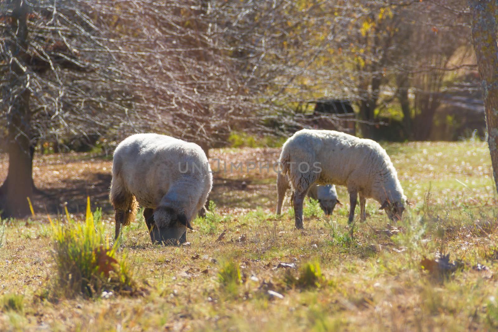 sheep grazing in the Cordoba mountains in Argentina by GabrielaBertolini