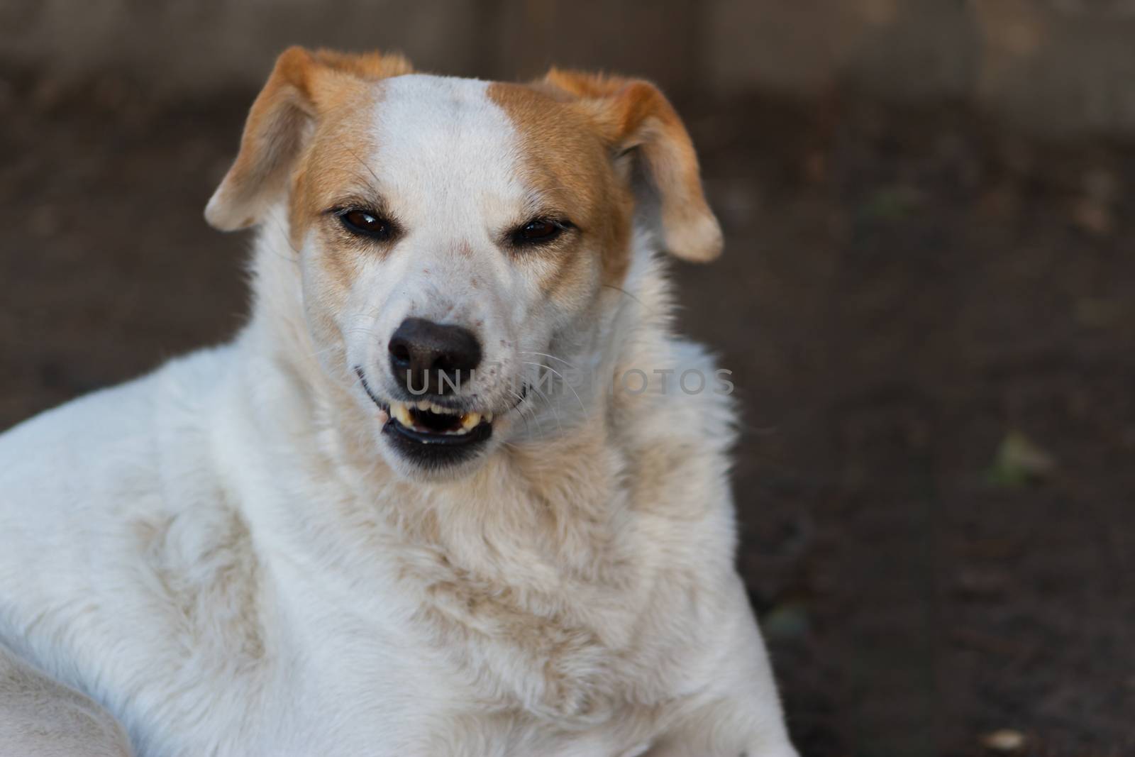 dog growling and showing teeth aggressively by GabrielaBertolini