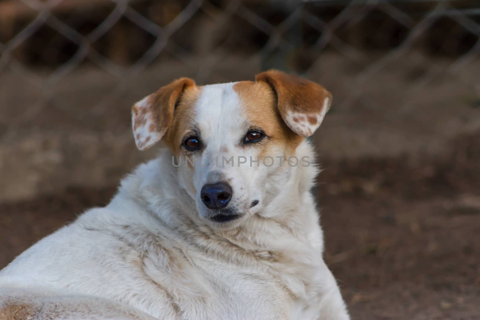 lonely stray dog portrait with sweet look