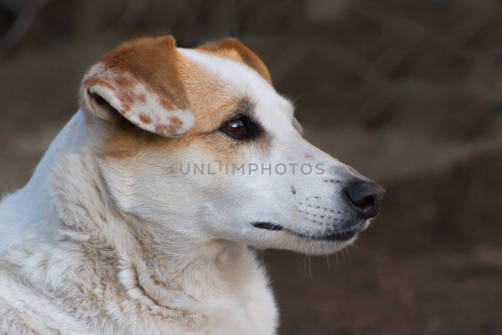 lonely stray dog portrait with sweet look