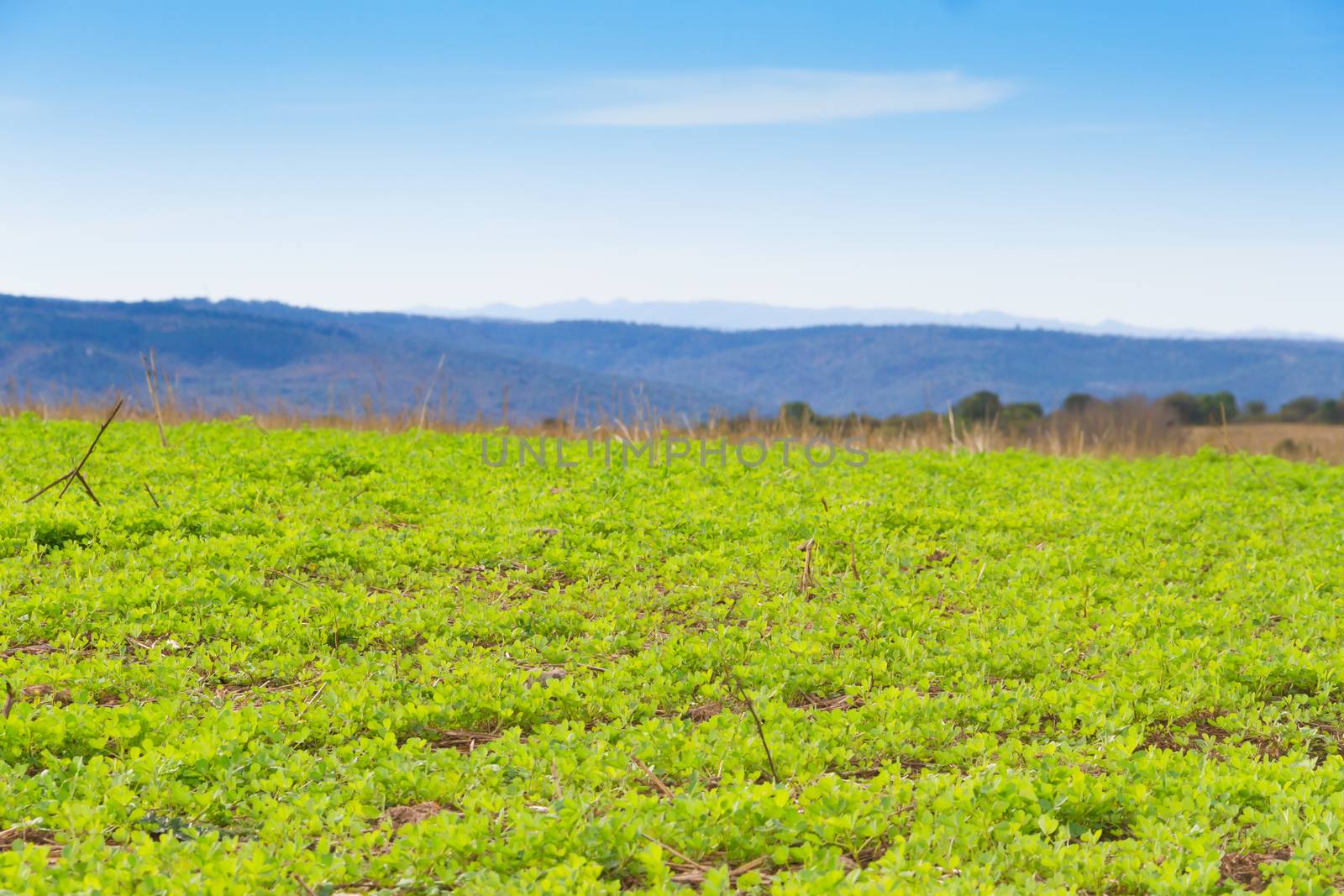 landscape with clover crop for fodder and mountains