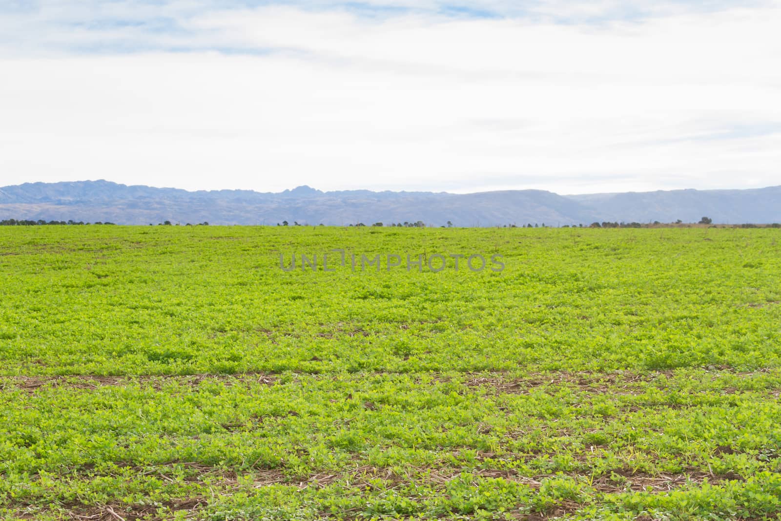 landscape with clover crop for fodder and mountains