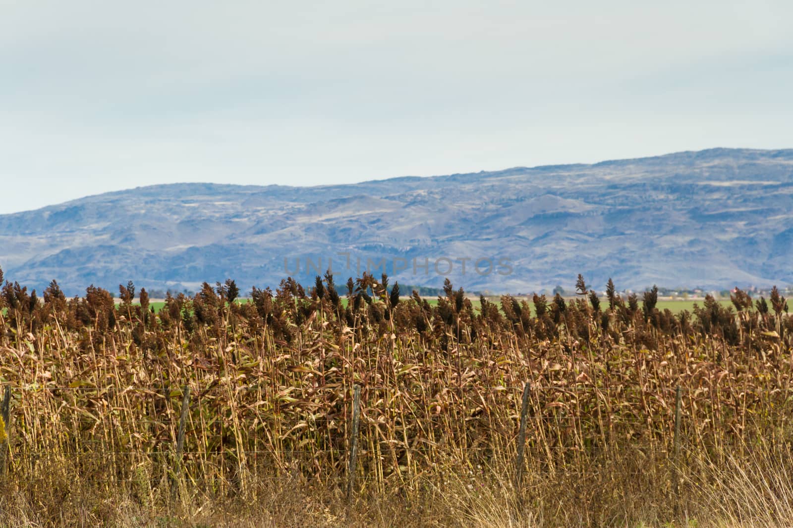 plantation of sorghum in the foothills of the mountains