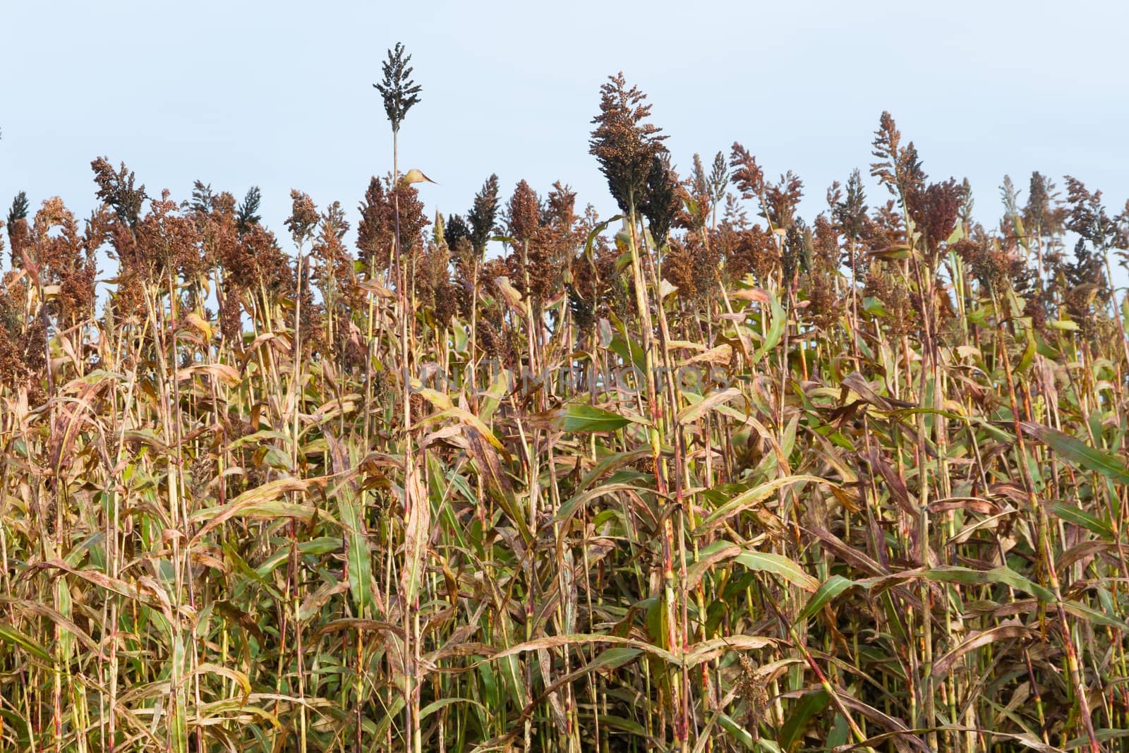 plantation of sorghum in the foothills of the mountains by GabrielaBertolini