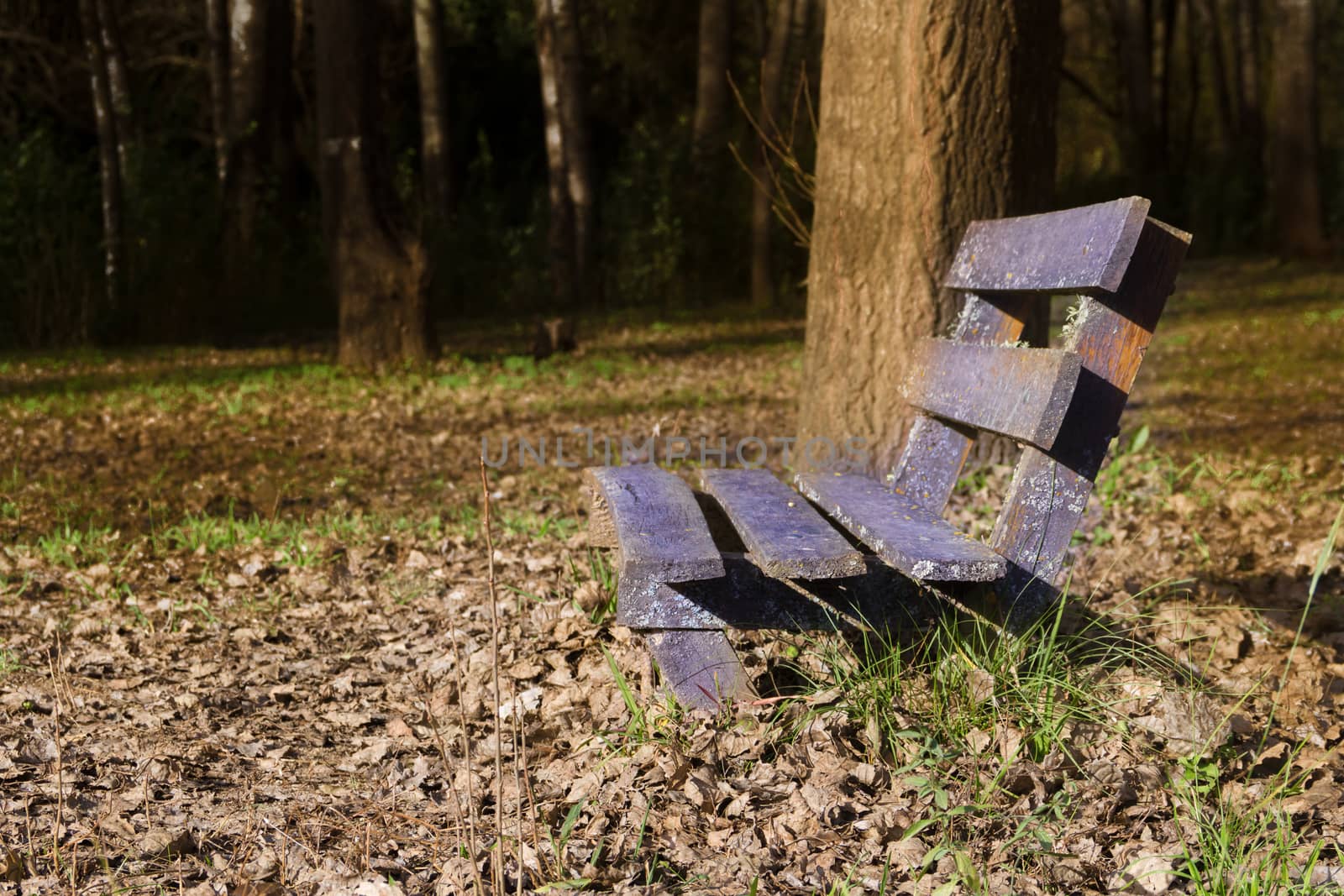 lonely bench under the trees and with the fallen leaves in autumn