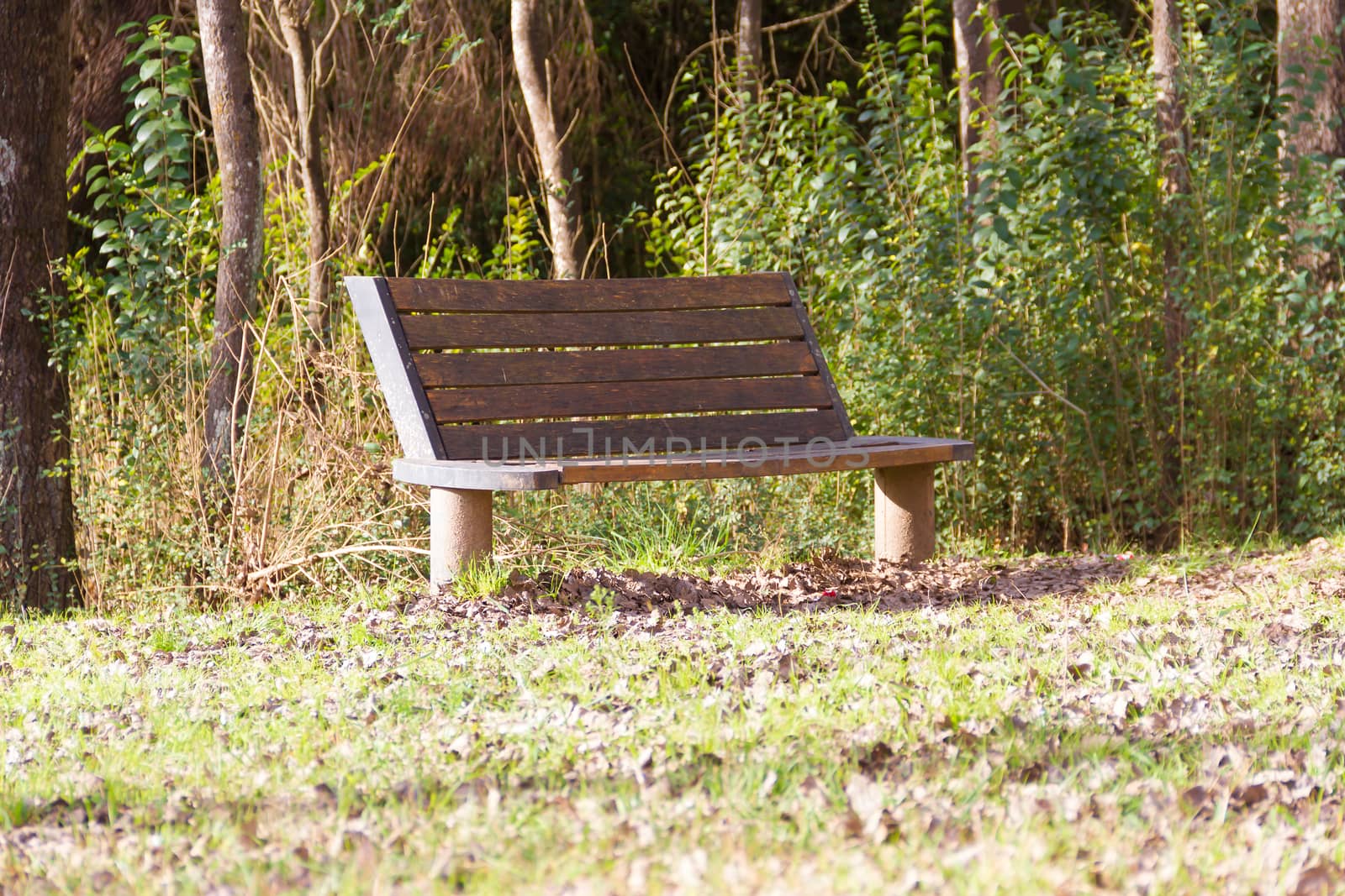 lonely bench under the trees and with the fallen leaves in autumn