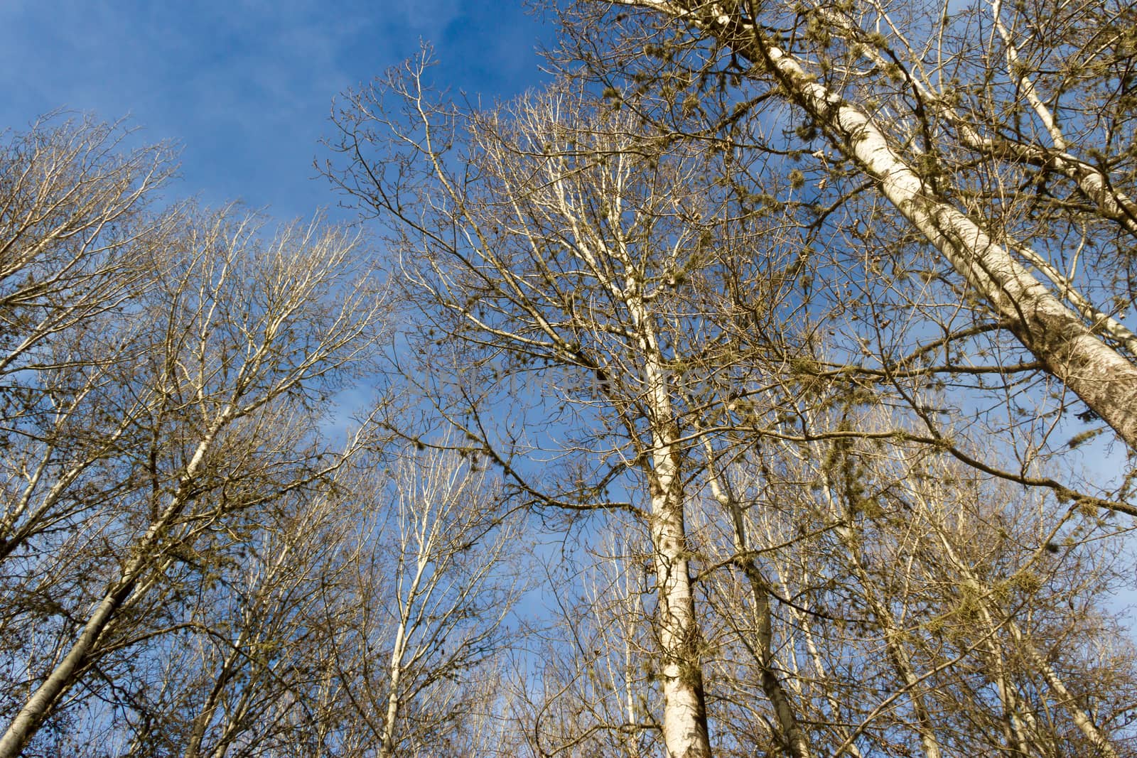 bottom view of the leafless pines in winter