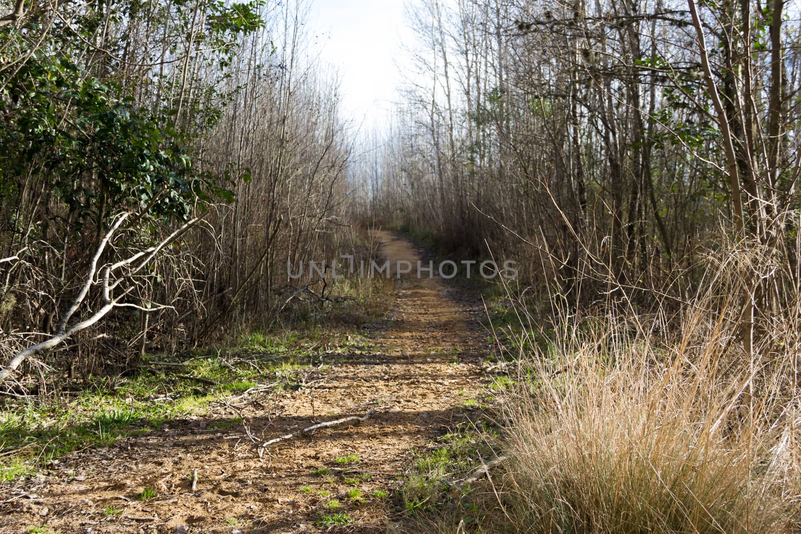 lonely path in the mountain of the mountain