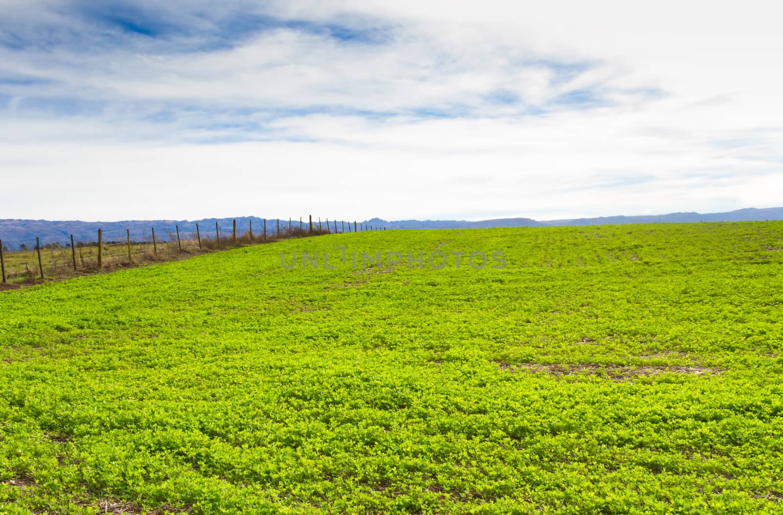 trebol plantation for forage in the mountains