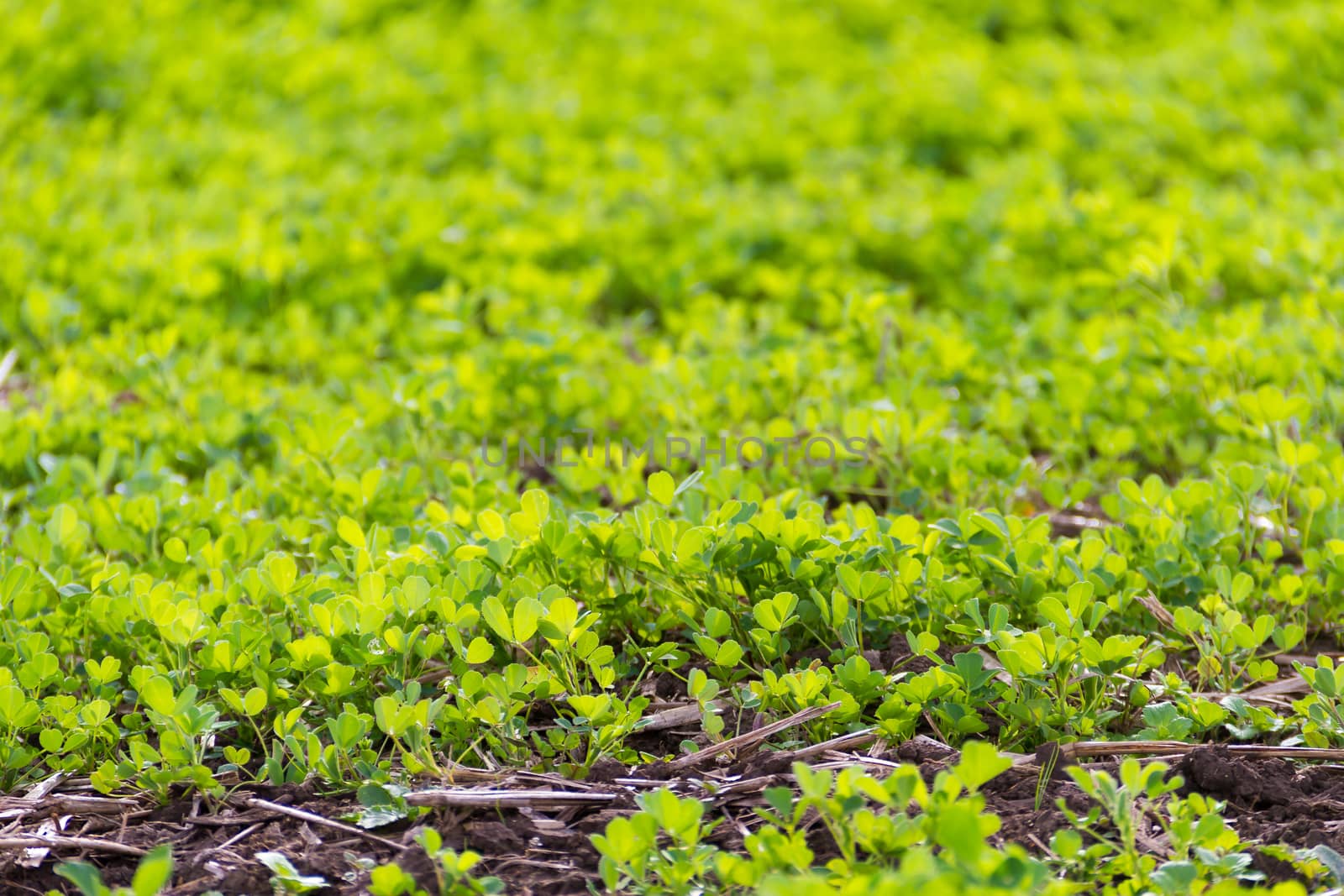 trebol plantation for forage in the mountains