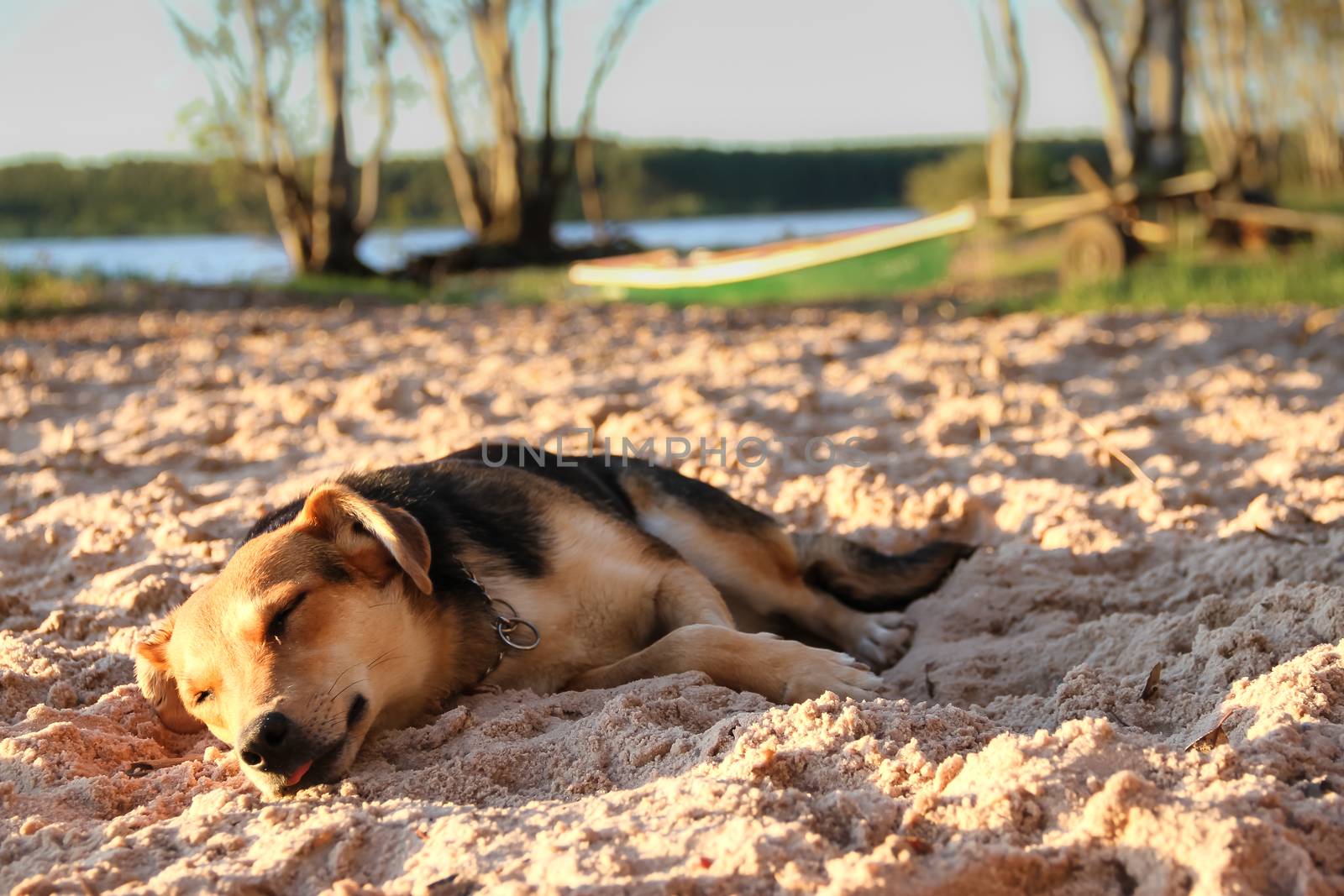 dog sleeping on the sandy beach on vacation
