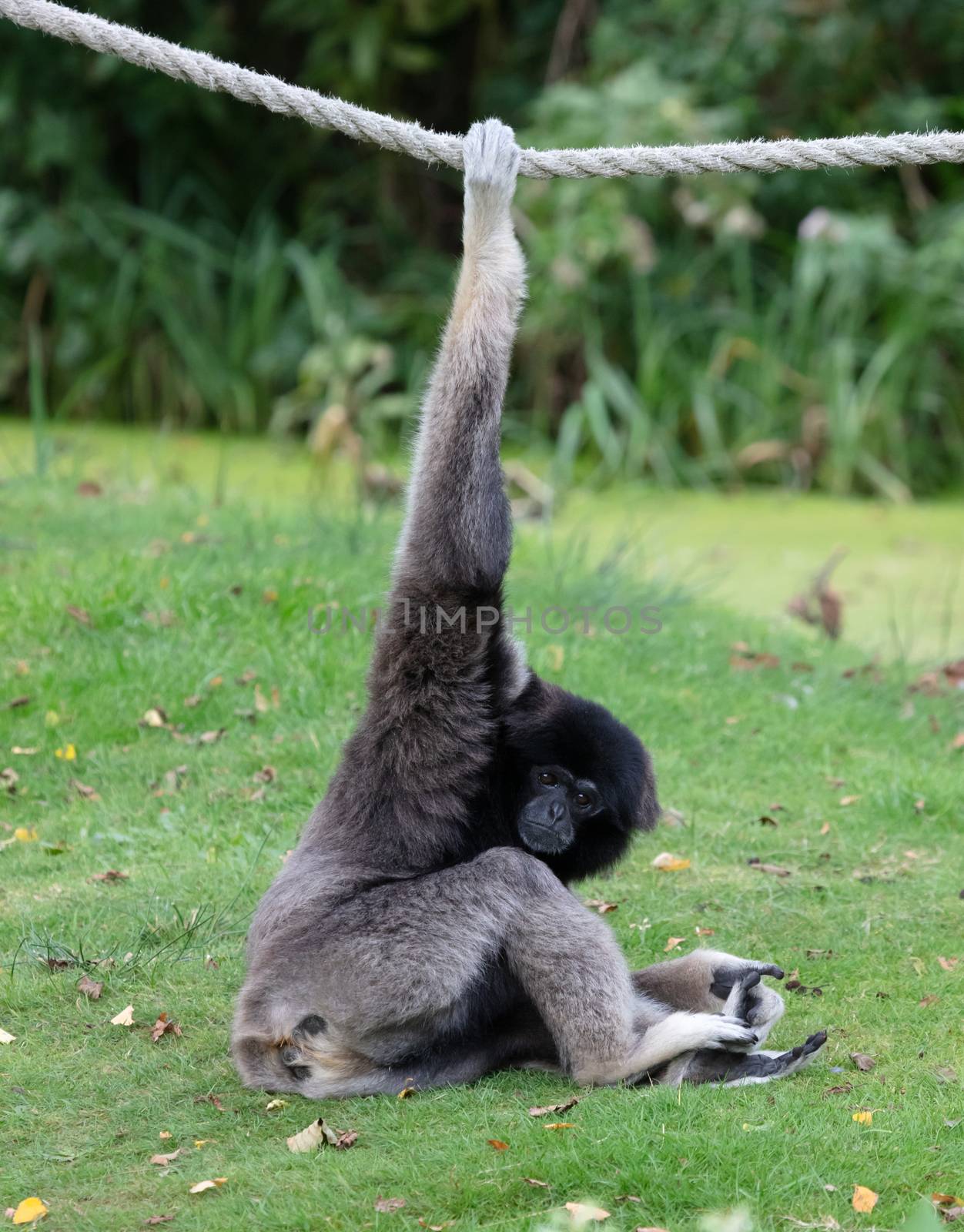 Silvery gibbon on the grass, hanging on a rope, selective focus