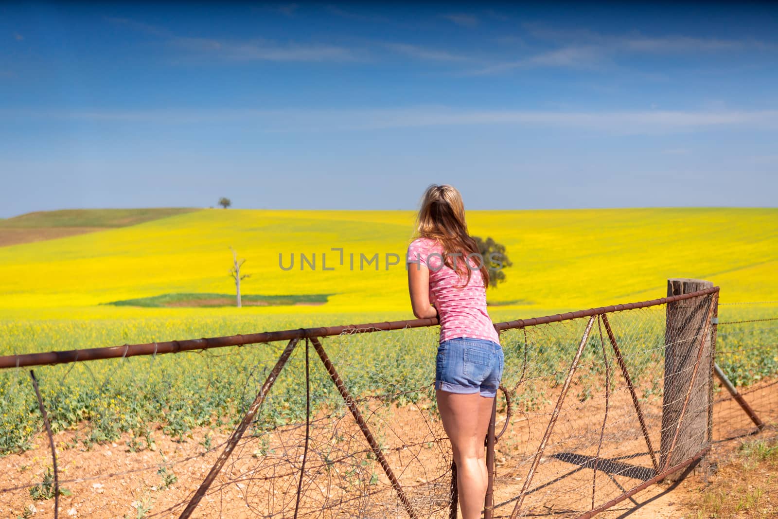 Leaning on farm gate looking out over rural countryside rolling hills of golden canola crops under a pretty blue spring sky. Shallow depth of field with focus to girl, space for copy