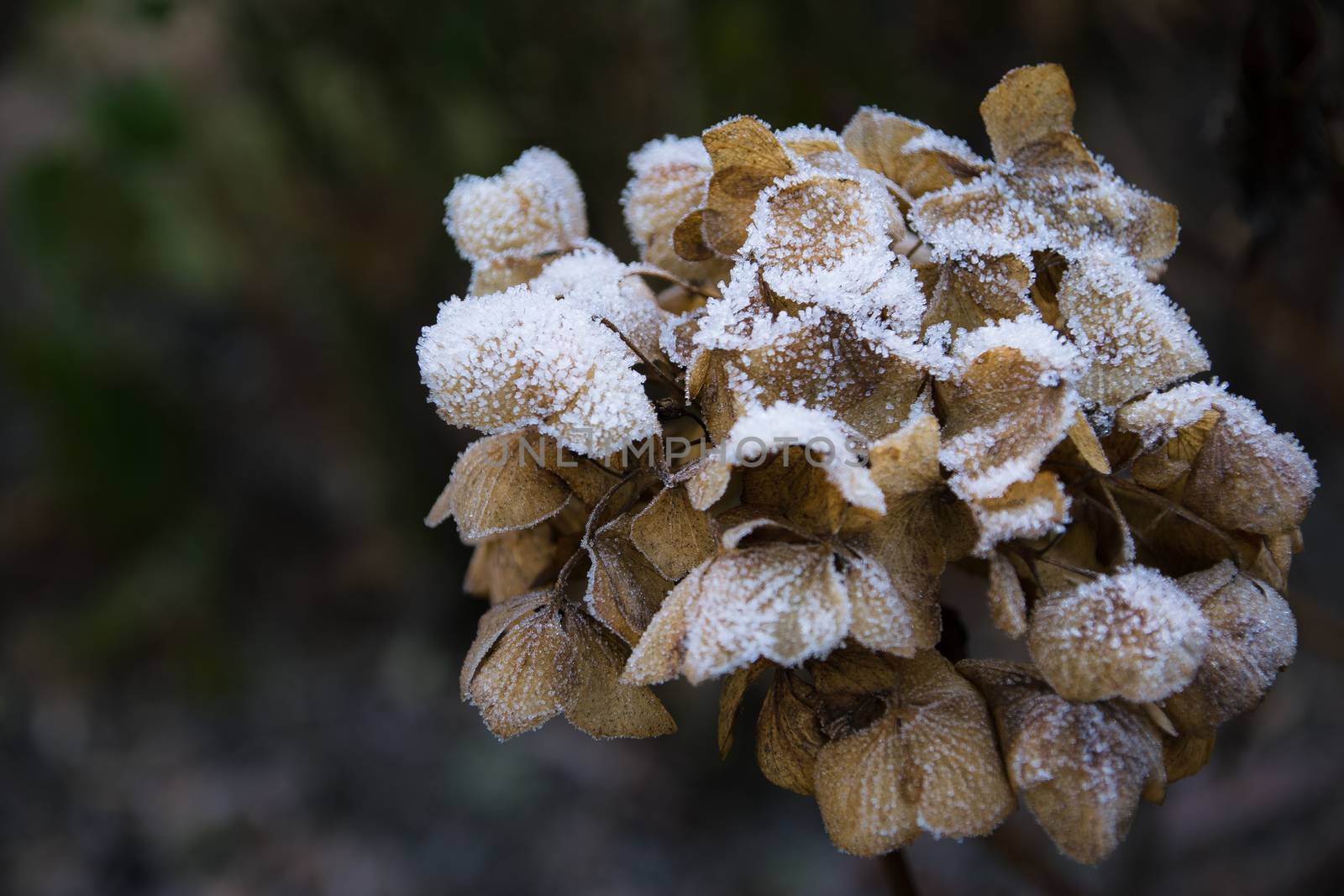 dry hortensia in the garden covered with frost close up frosty hydrangea or hortensia flower in colorful of red or pink