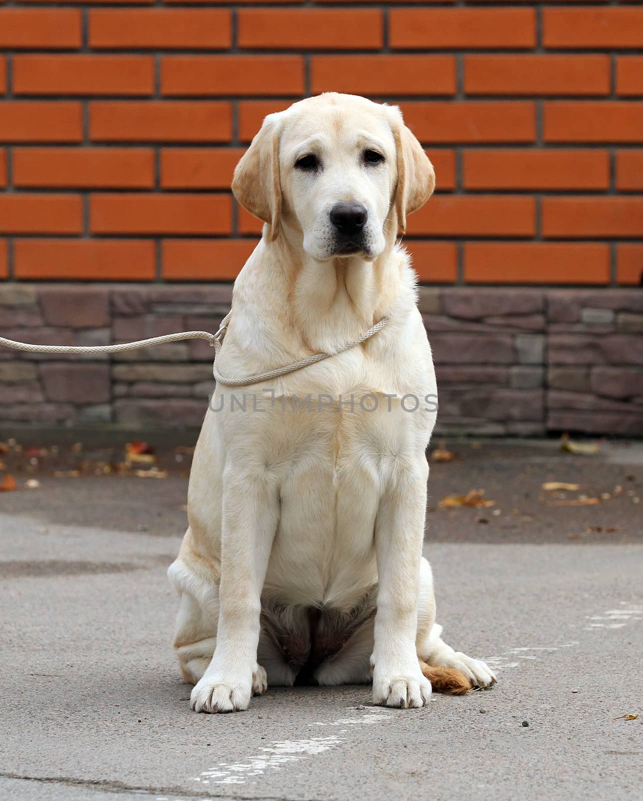 a yellow labrador sitting in the park