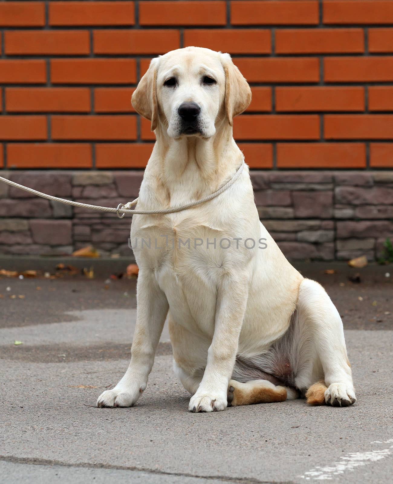 yellow labrador sitting in the park