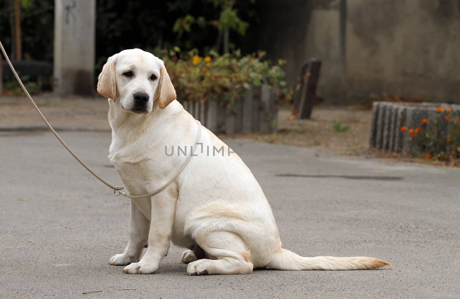 the sweet yellow labrador sitting in the park