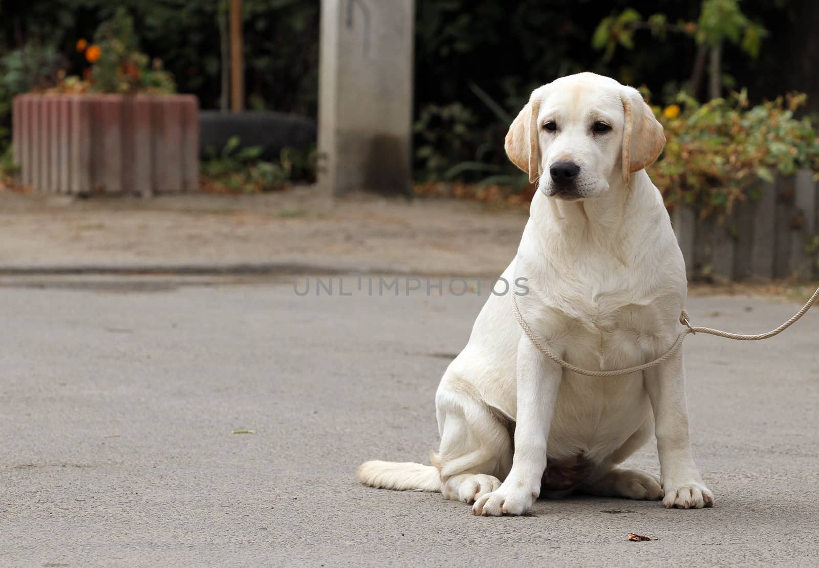 a sweet yellow labrador sitting in the park