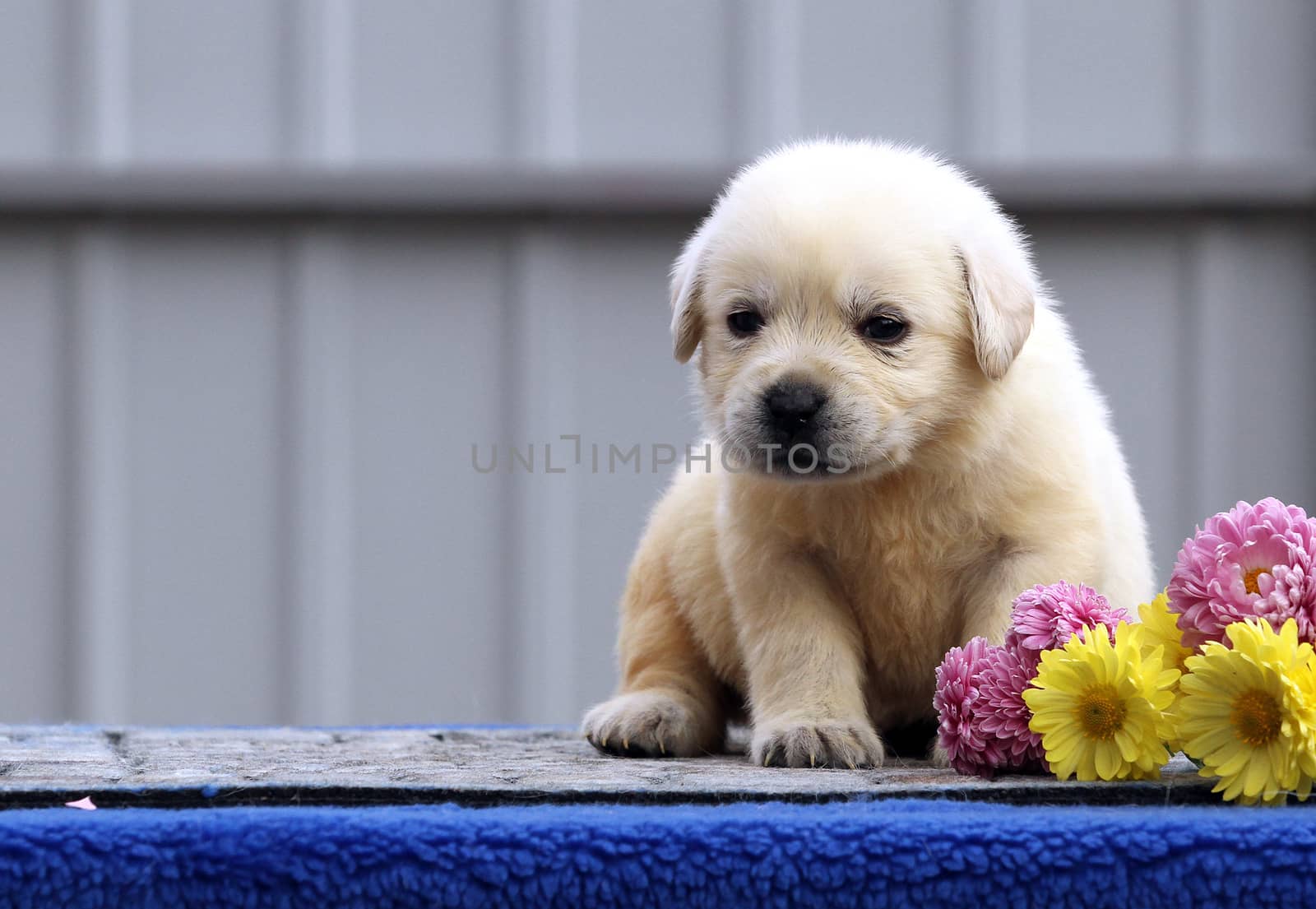 a little labrador puppy on a blue background