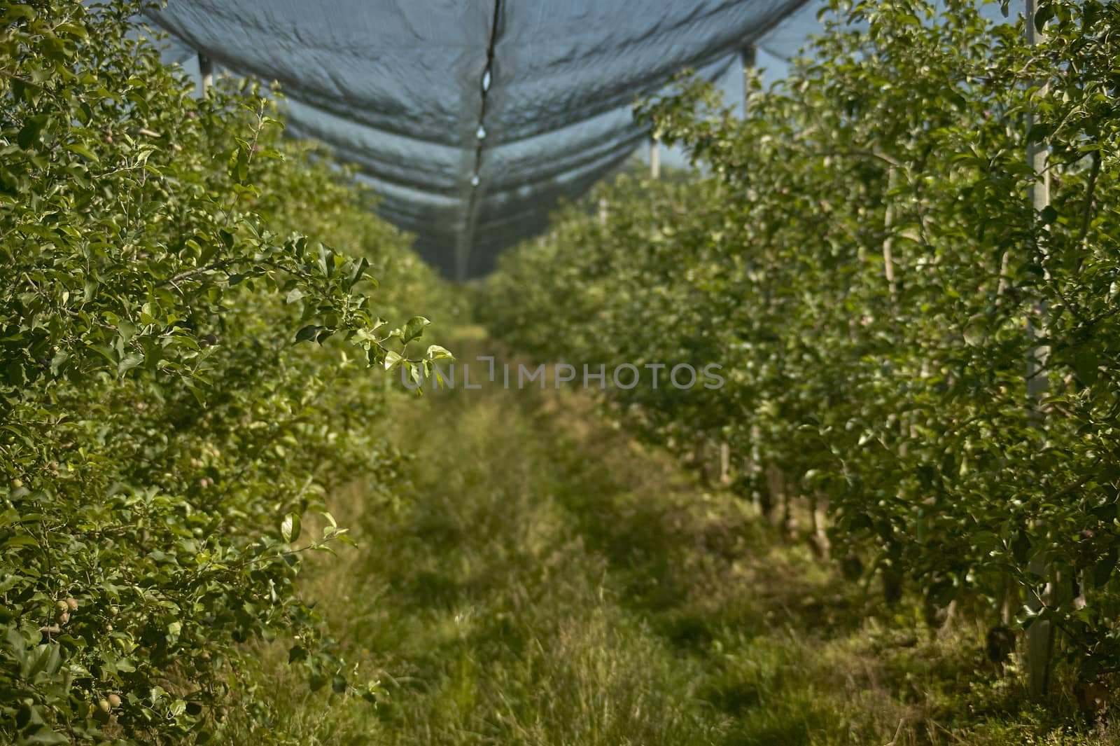 A row of an orchard for the organic appendage of apples.