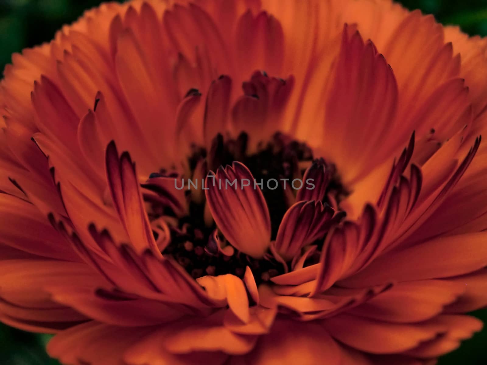 Macro detail of a very large red flower with petals of characteristic shape