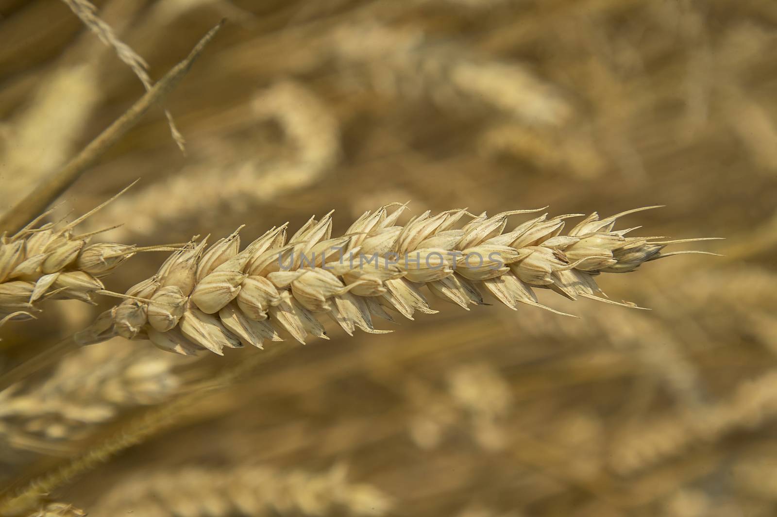 Single ear of ripe barley by pippocarlot