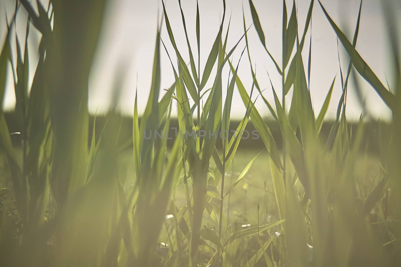 The fresh grass at sunset. by pippocarlot