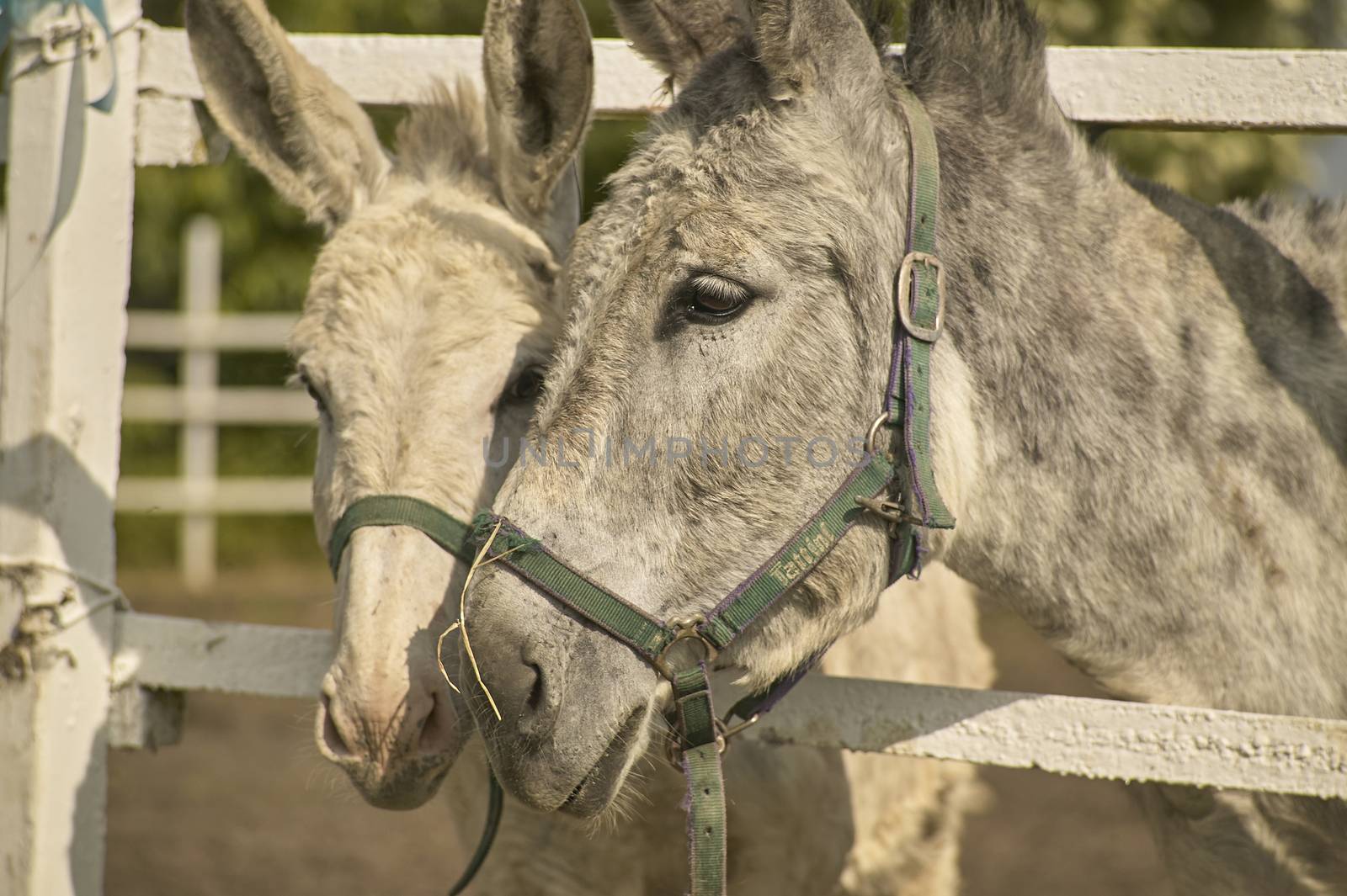 Pair of donkeys inside the cage fence with the sad air for their captive condition.