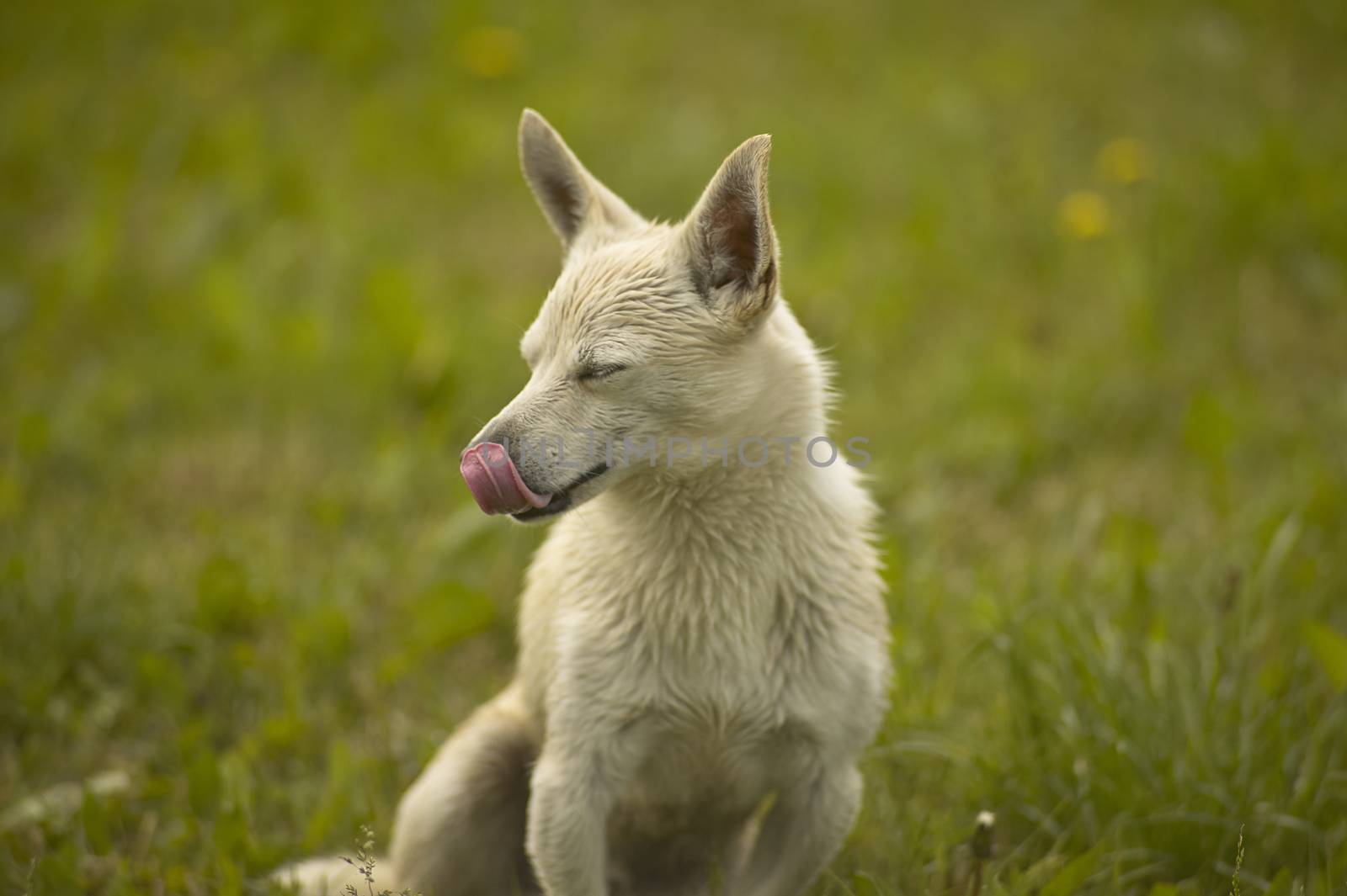 Small dog in a meadow while licking his mustache after eating.