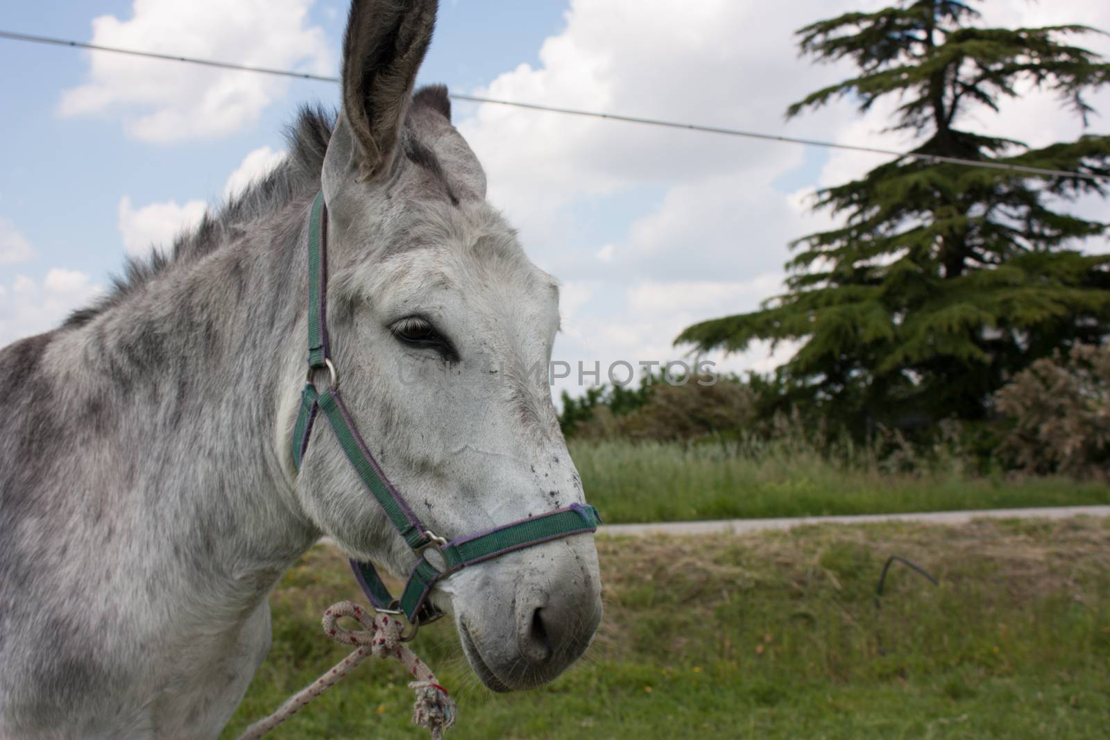 Closeup of a donkey tied with a rope on a farm.