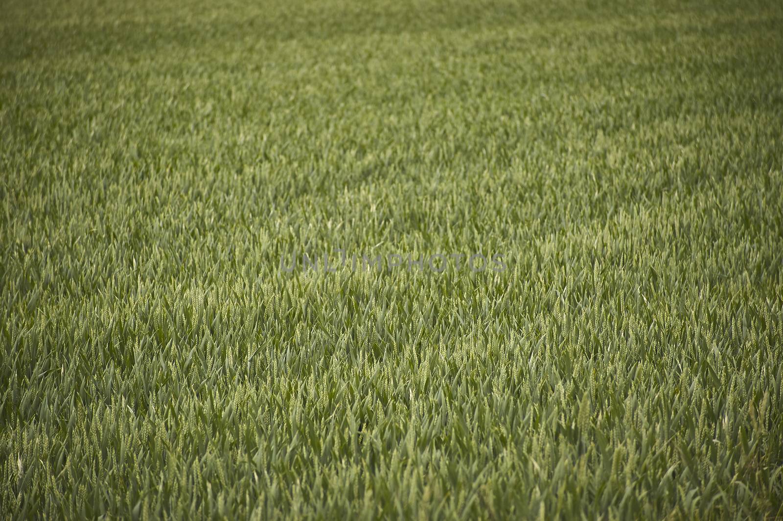 Field of barley cultivation by pippocarlot