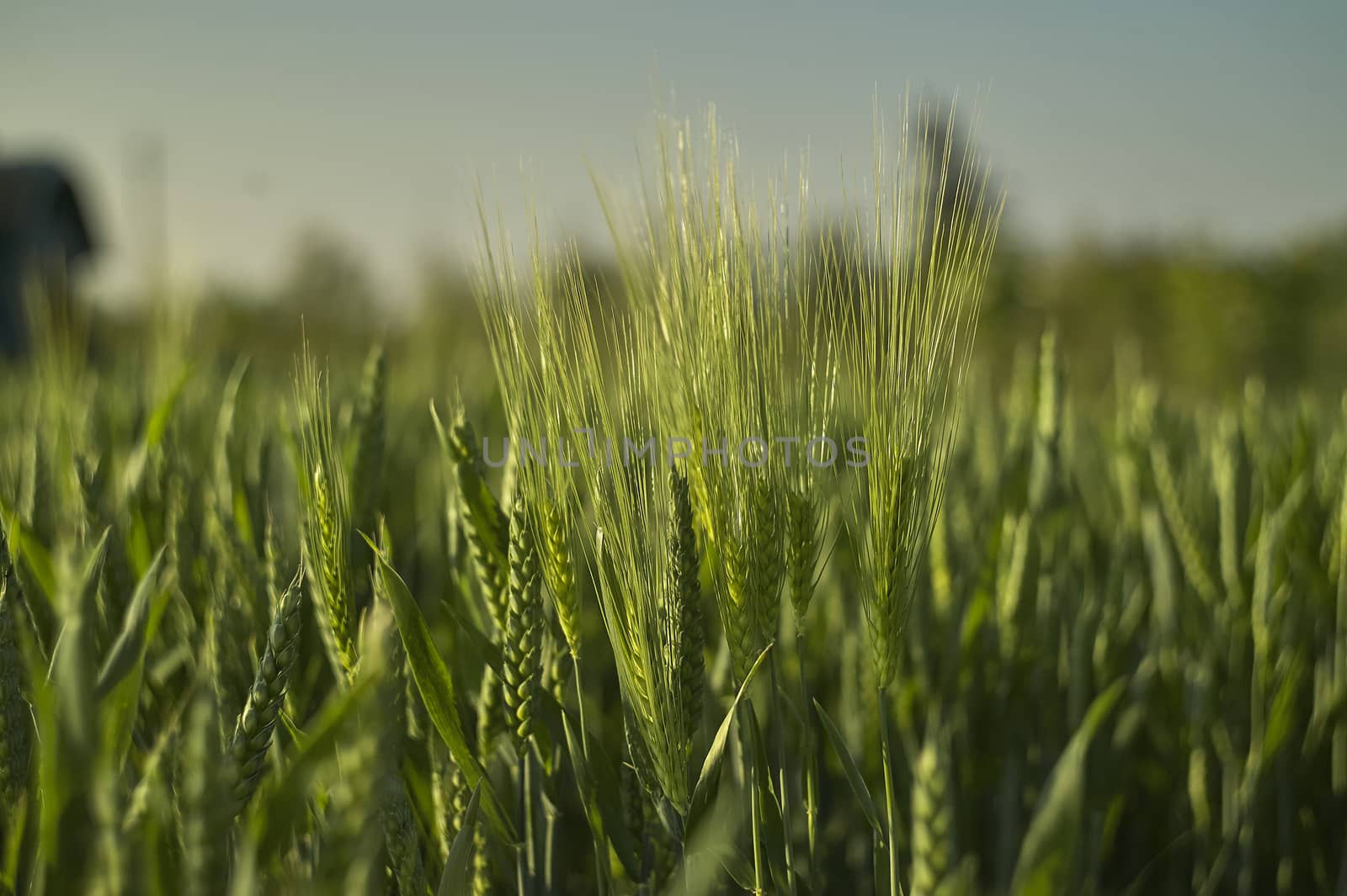 Macro shot of some ears of wheat in a field of barley taken at sunset