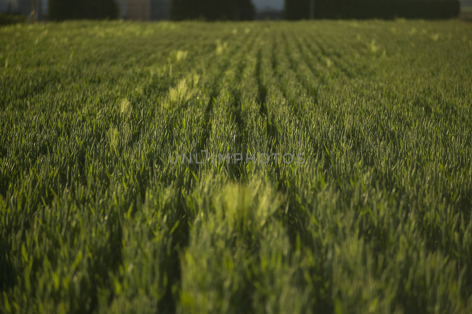 Barley texture in a field for its cultivation in a state of growth still premature.