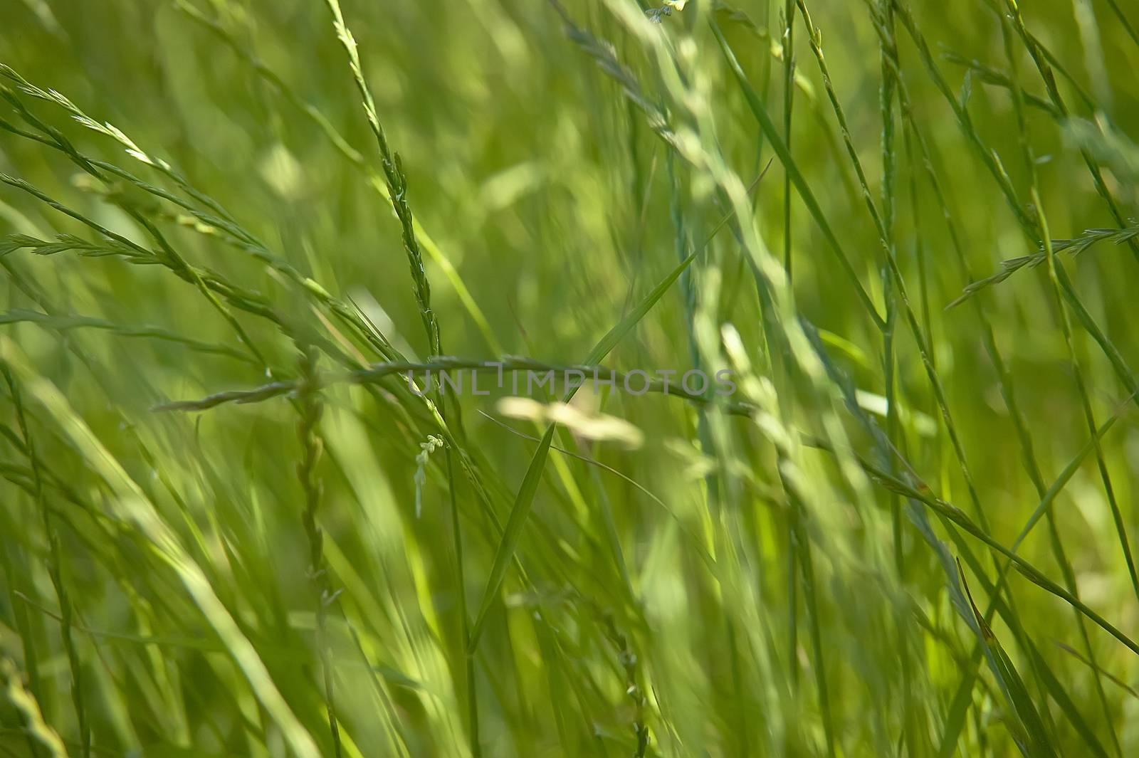 Only a texture of blades of grass with macro shot with dominant green color. Green background.