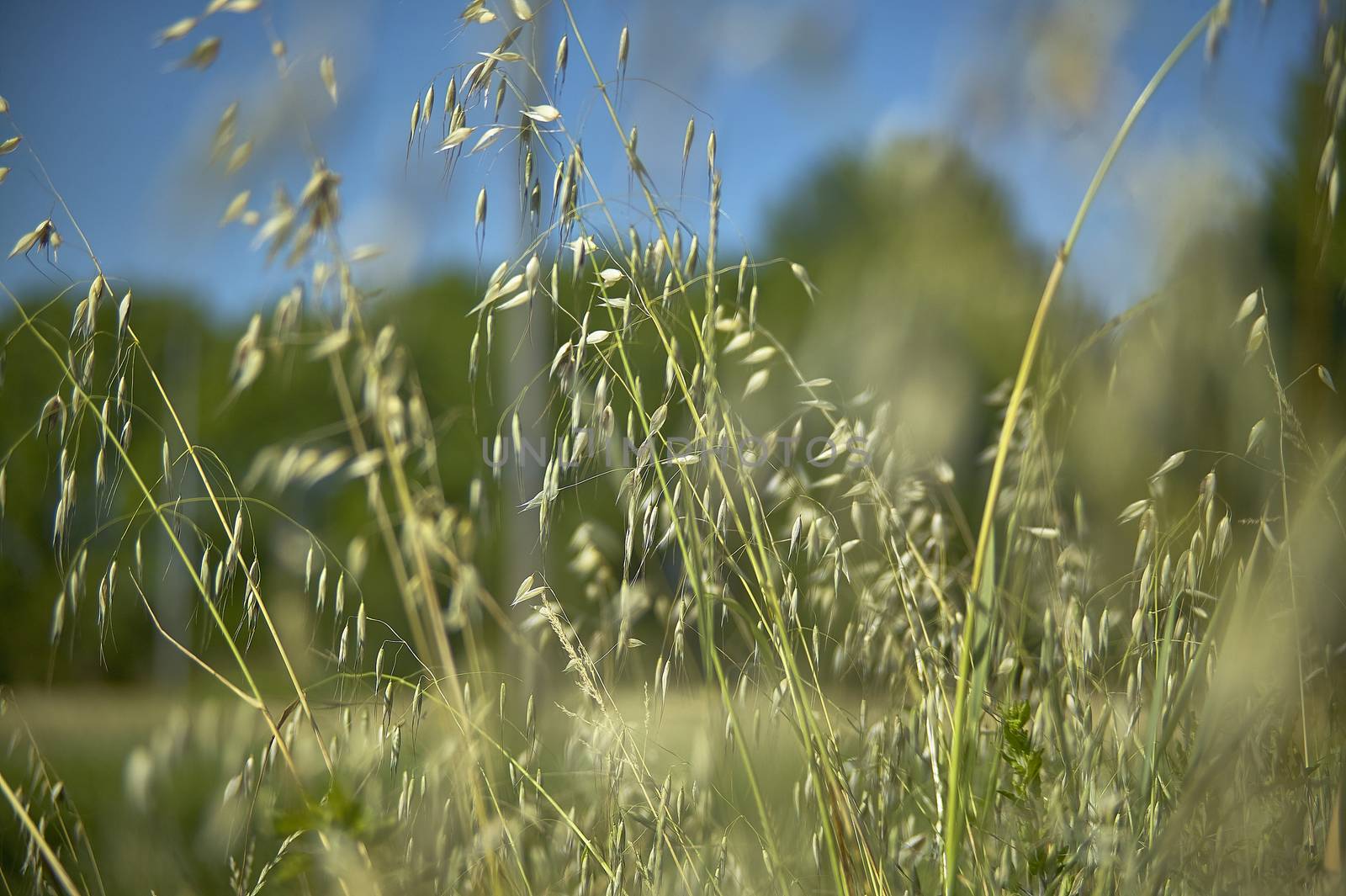 Plant of oats in a cultivation during the spring in its period of growth before harvest.