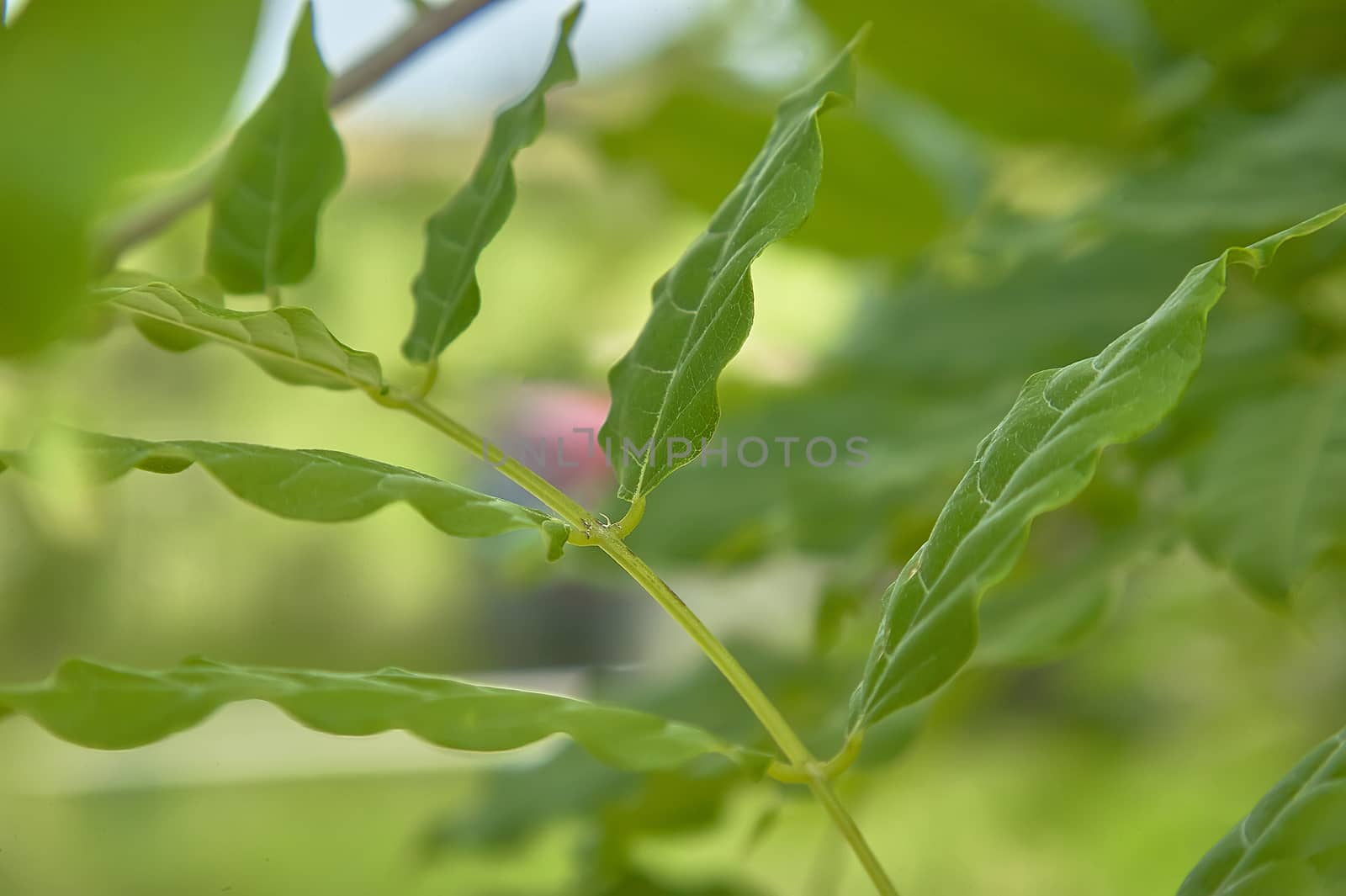 Young leaves that bloom on a twig of a linden tree in spring.