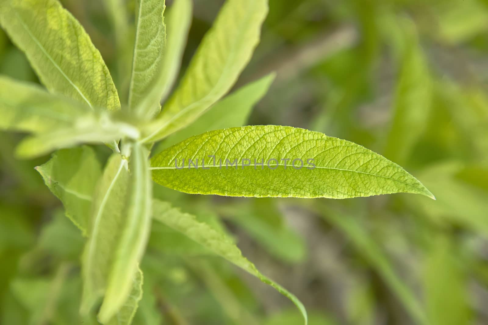 Young elongated leaf undergoing growth and flowering during spring