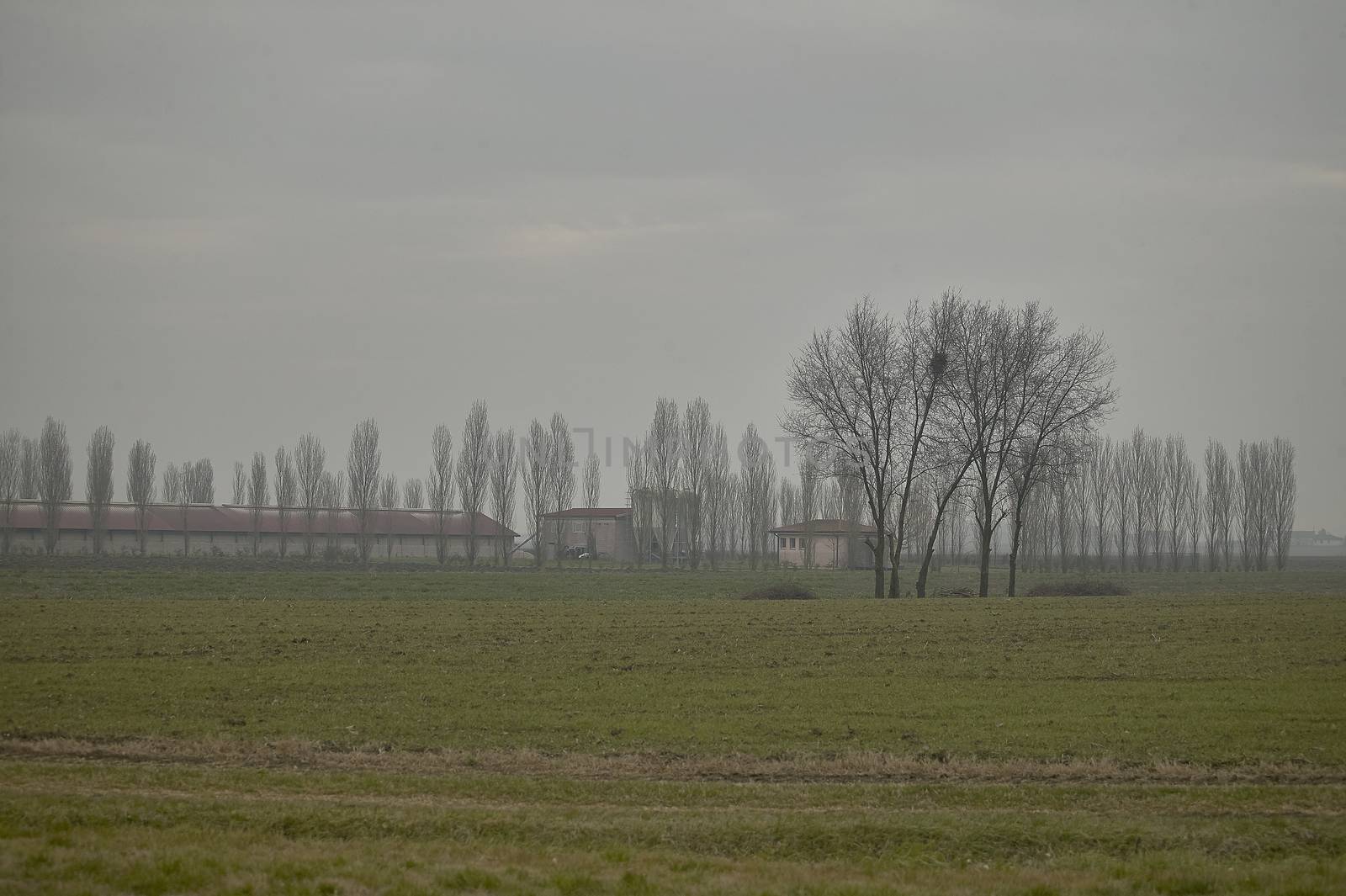 The countryside and the fog in the sad grayness by pippocarlot