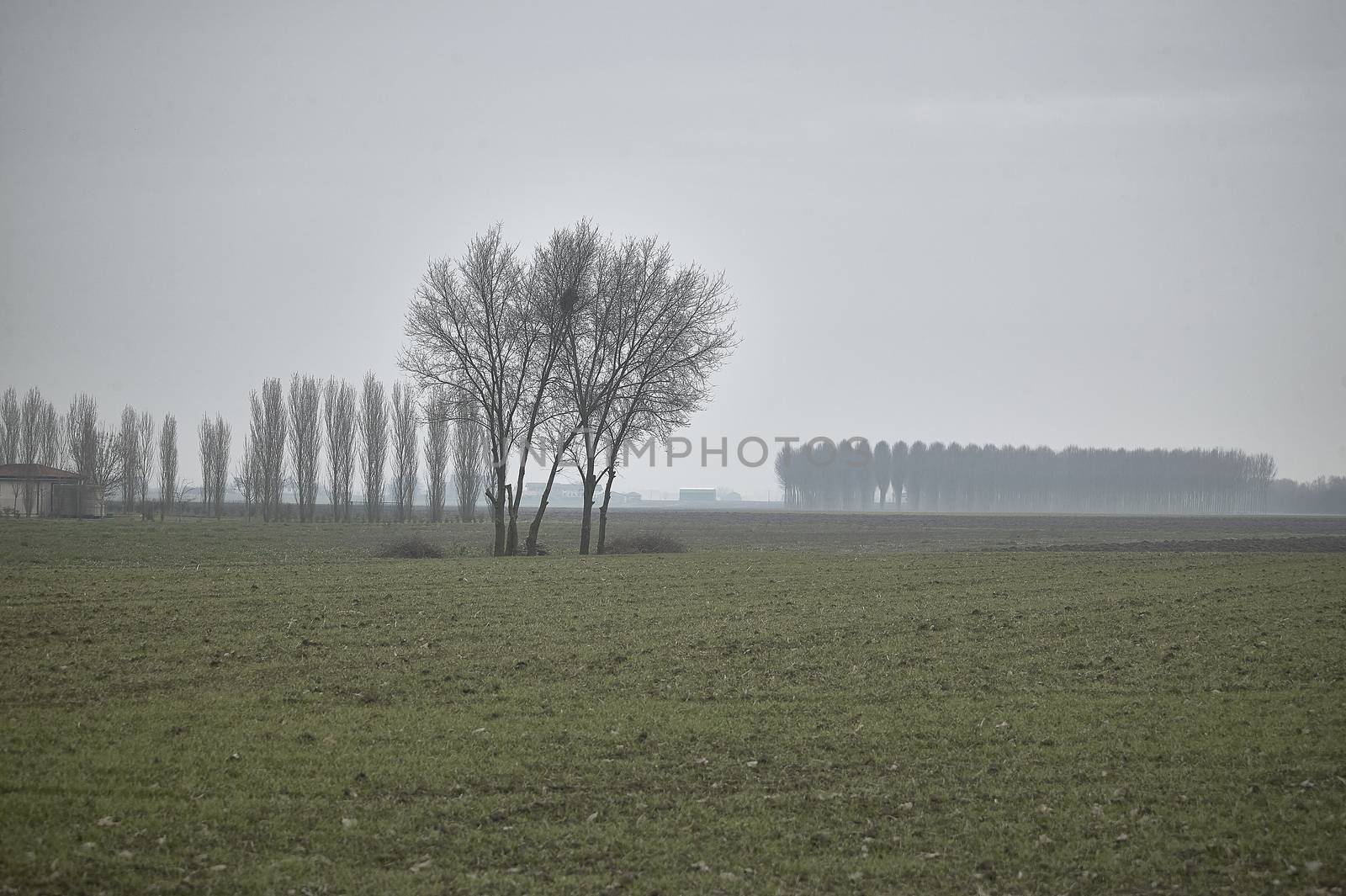 Italian Countryside landscape with fog by pippocarlot